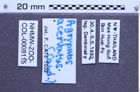 Etiketten zu Agrypnus acervatus (Candèze, 1888) (NHMW-ZOO-COL-0008115)